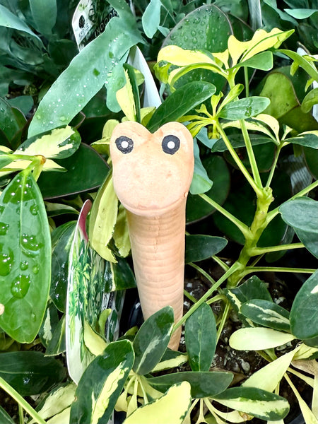 Willy the Terracotta Worm