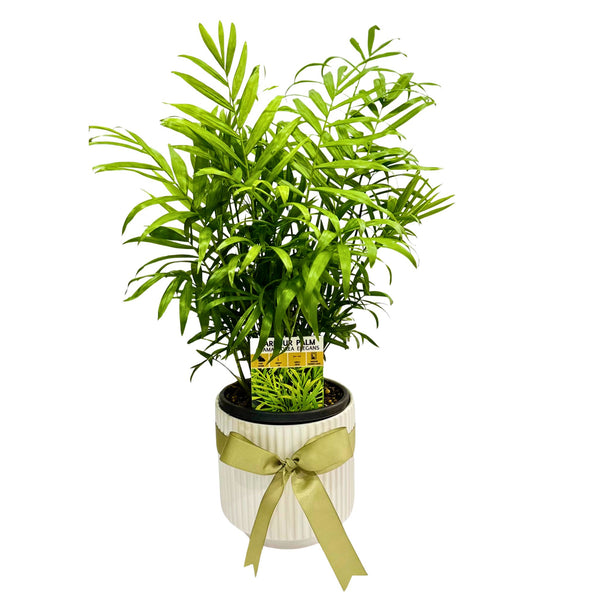 Parlour Palm in white Ceramic Pot