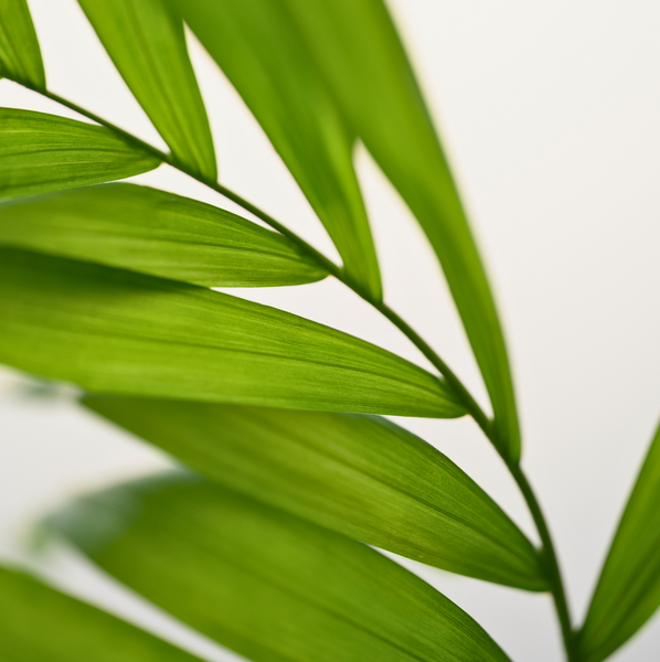 Parlour Palm in white Ceramic Pot