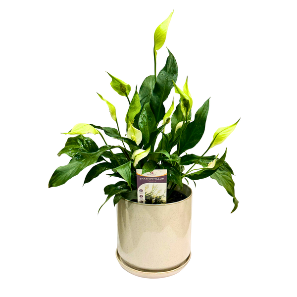Peace Lilly