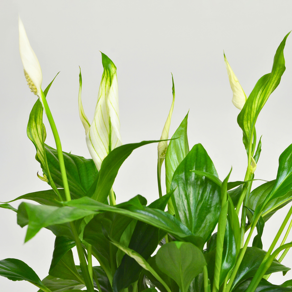 Peace Lilly